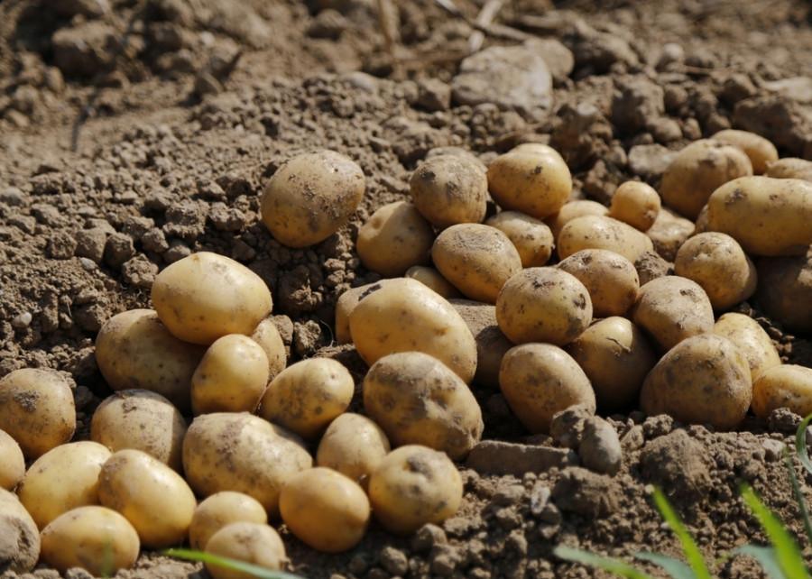 Kartoffeln aus Polen 1 KG - Polskashop24
